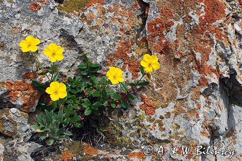 posłonek wielkokwiatowy Helianthemum grandiflorum