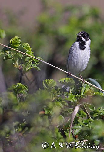 Potrzos zwyczajny, Emberiza schoeniclus