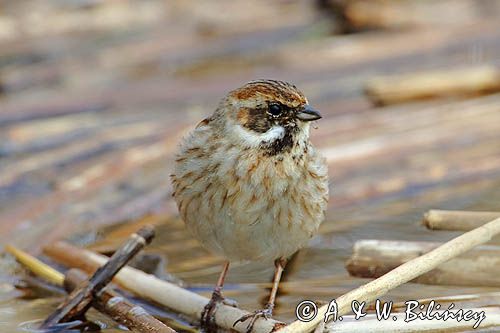 Potrzos zwyczajny, Emberiza schoeniclus, samica