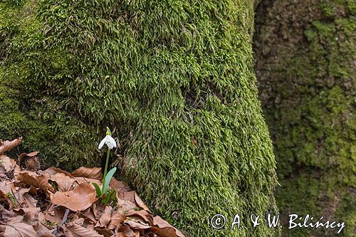 Galanthus nivalis, śnieżyczka przebiśnieg
