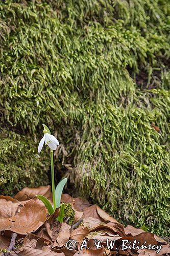 Galanthus nivalis, śnieżyczka przebiśnieg
