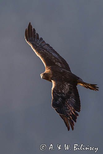 Orzeł przedni, zys, Aquila chrysaetos, Bieszczady