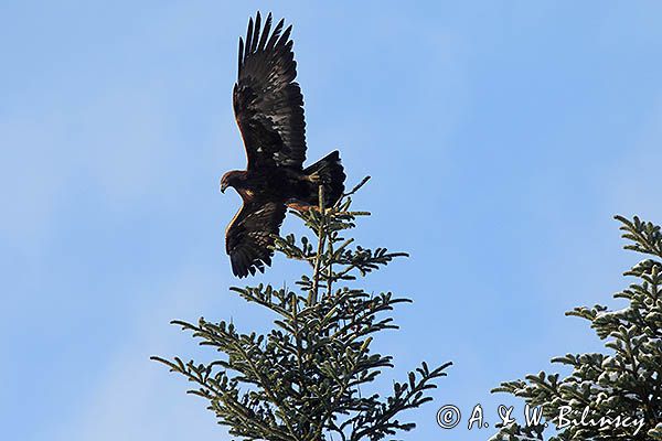 Orzeł przedni, zys, Aquila chrysaetos