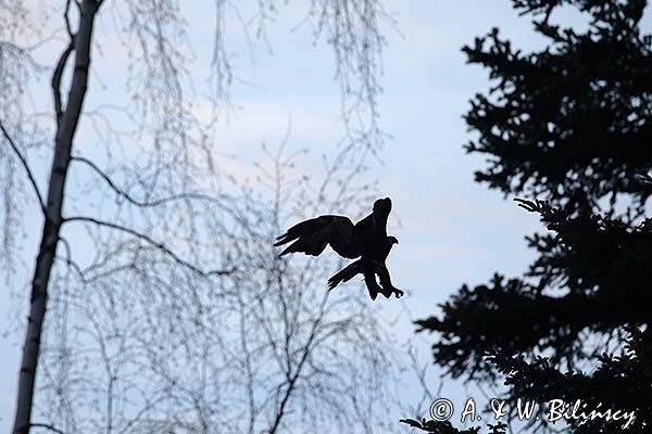 Orzeł przedni, zys, Aquila chrysaetos