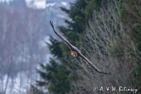 Orzeł przedni, zys, Aquila chrysaetos