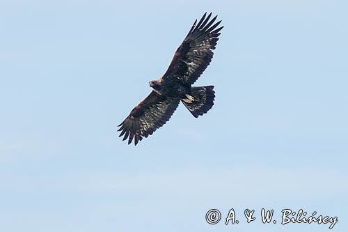 Orzeł przedni, zys, Aquila chrysaetos, Bieszczady