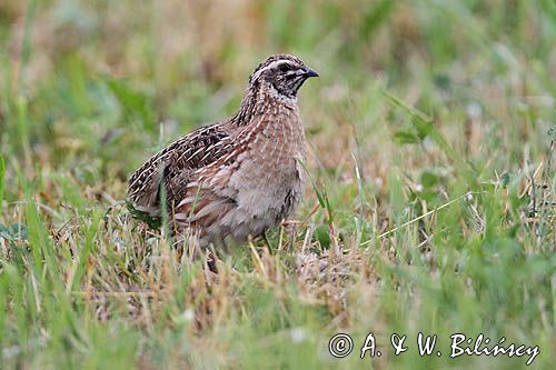 przepiórka, samiec, Coturnix coturnix