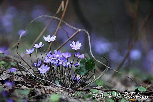 przylaszczka pospolita, Hepatica nobilis