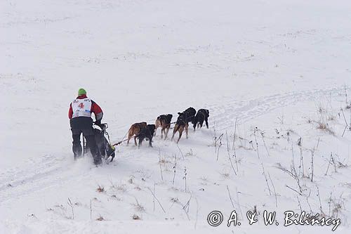 psi zaprzęg, wyścigi psich zaprzęgów, Kager Cup, W krainie wilka, Lutowiska, Bieszczady