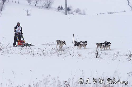 psi zaprzęg, wyścigi psich zaprzęgów, Kager Cup, W krainie wilka, Lutowiska, Bieszczady