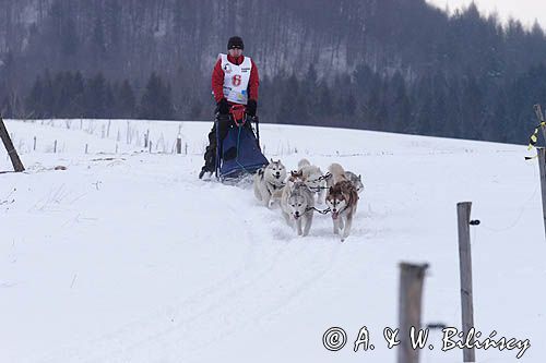 psi zaprzęg, wyścigi psich zaprzęgów, Kager Cup, W krainie wilka, Lutowiska, Bieszczady