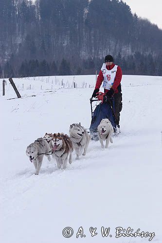 psi zaprzęg, wyścigi psich zaprzęgów, Kager Cup, W krainie wilka, Lutowiska, Bieszczady