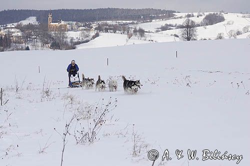 psi zaprzęg, wyścigi psich zaprzęgów, Kager Cup, W krainie wilka, Lutowiska, Bieszczady