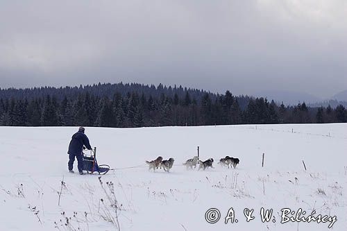 psi zaprzęg, wyścigi psich zaprzęgów, Kager Cup, W krainie wilka, Lutowiska, Bieszczady