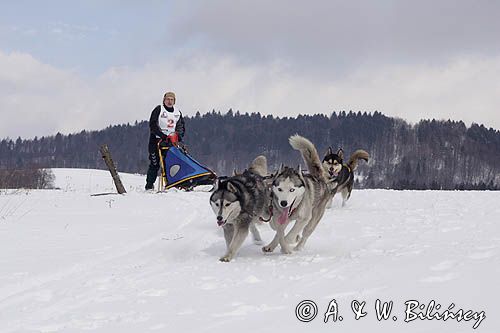 psi zaprzęg, wyścigi psich zaprzęgów, Kager Cup, W krainie wilka, Lutowiska, Bieszczady