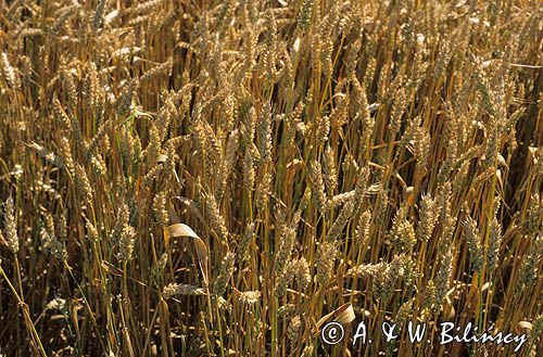 pszenica Triticum L.) pole