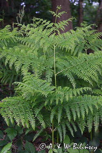 Pteridium aquilinum, Orlica pospolita