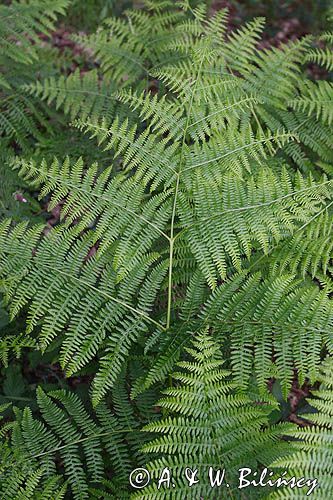 Pteridium aquilinum, Orlica pospolita