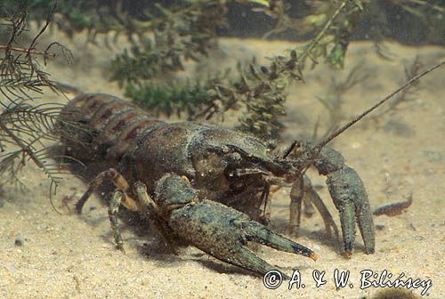 Rak pręgowany Orconectes limosus