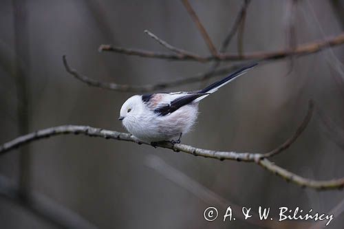 raniuszek Aegithalos caudatus