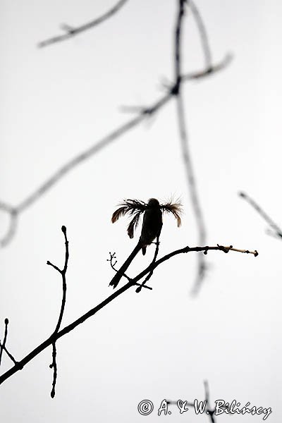 Raniuszek, Aegithalos caudatus