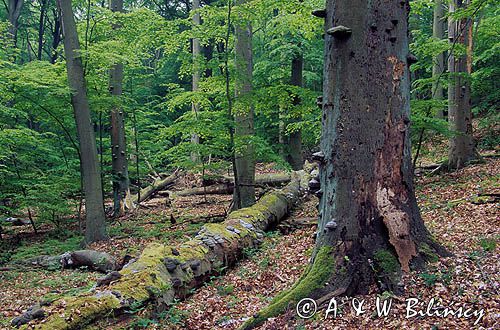 rez. prof. W. Szafera, Woliński Park Narodowy, Wyspa Wolin