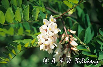 Akacja - Robinia akacjowa Robinia pseudacacia)
