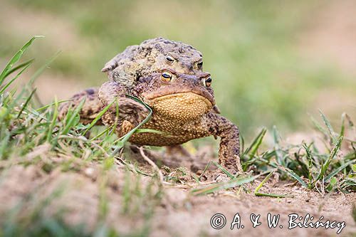 kopulacja, ropuchy szare, Bufo bufo
