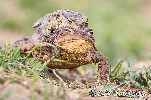 kopulacja, ropuchy szare, Bufo bufo