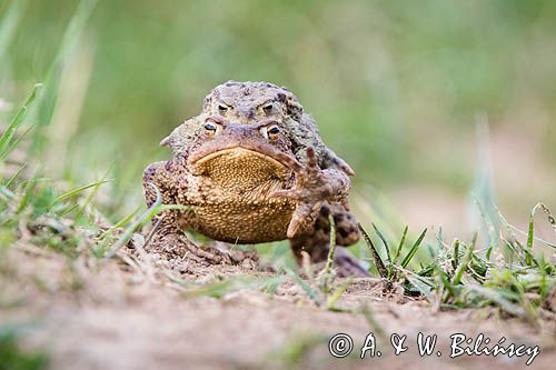 kopulacja, ropuchy szare, Bufo bufo