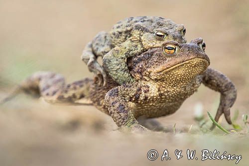 kopulacja, ropuchy szare, Bufo bufo