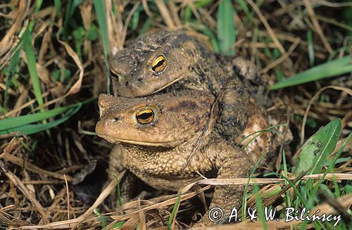 Ropucha szara amplexus Bufo bufo