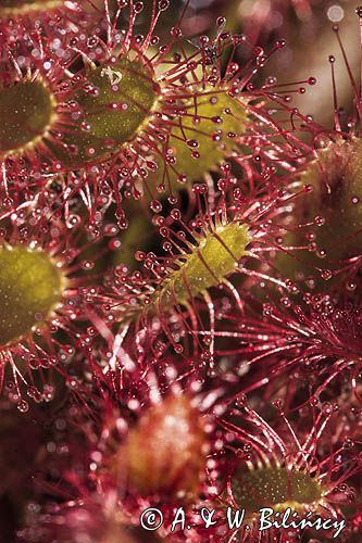 Rosiczka długolistna, Drosera anglica
