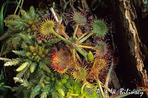rosiczka ogrągłolistna Rosiczka okrągłolistna Drosera rotundifolia)