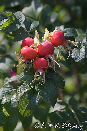 Róża pomarszczona. Rosa rugosa. owoce