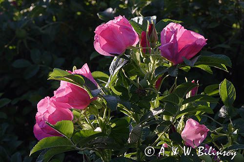 Róża pomarszczona. Rosa rugosa. kwiaty