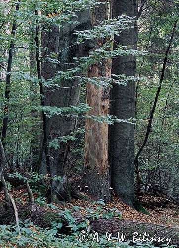 Roztoczański Park Narodowy las na Bukowej Górze