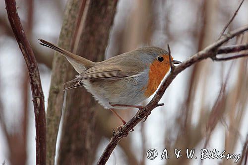 rudzik Erithacus rubecula