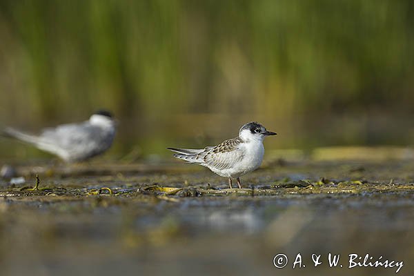 Rybitwa białowąsa, Chlidonias hybrida, juvenille