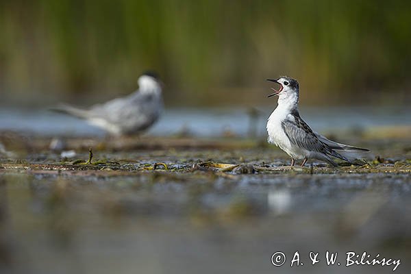 Rybitwa białowąsa, Chlidonias hybrida, juvenille