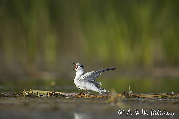 Rybitwa białowąsa, Chlidonias hybrida, juvenille