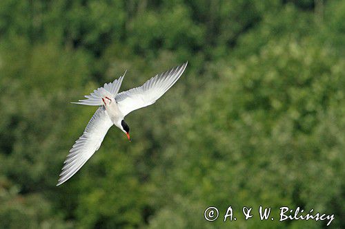 Rybitwa rzeczna, rybitwa zwyczajna, Sterna hirundo