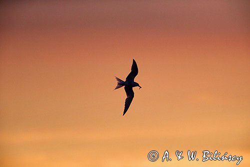 Rybitwa rzeczna, rybitwa zwyczajna, Sterna hirundo