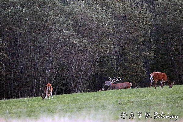 jeleń szlachetny, europejski, Cervus elaphus elaphus jeleń karpacki, rykowisko, Bieszczady, byk i łanie