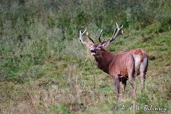 jeleń szlachetny, europejski, Cervus elaphus elaphus jeleń karpacki, rykowisko, Bieszczady, ryczący byk
