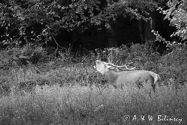 jeleń szlachetny, europejski, Cervus elaphus elaphus jeleń karpacki, rykowisko, Bieszczady, ryczący byk