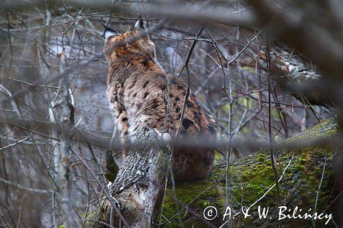 młody ryś, Lynx lynx