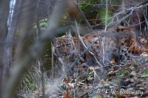 młody ryś, Lynx lynx