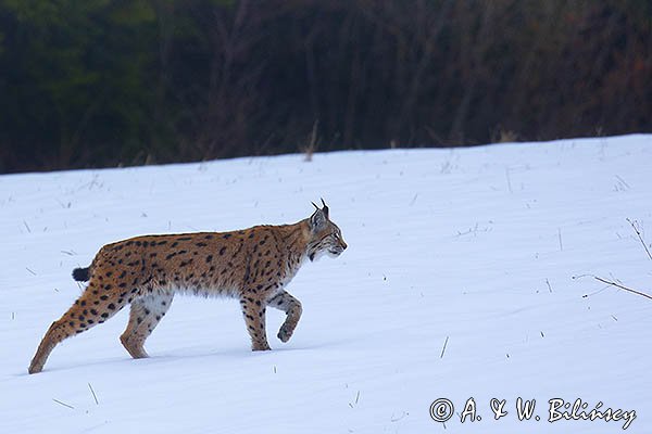 Ryś, Lynx lynx