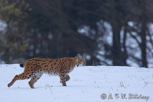 Ryś, Lynx lynx